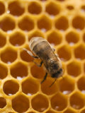 Honeycomb with Bee