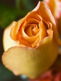 A Yellow Rose