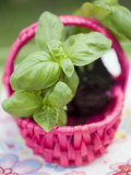 Basil Plants in Pink Basket
