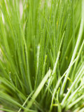 Fresh Chives in the Open Air
