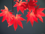 Maple Leaves