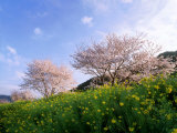 Cherry Blossoms
