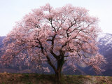 Cherry Blossoms