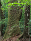 Japanese Cedar