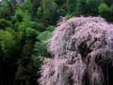 Weeping Cherry Tree