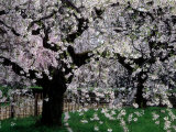 Cherry Trees  Kyoto-Gyoen (Former Imperial Palace Garden)  Kyoto  Japan
