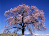 Cherry Blossoms and Mt Yastu