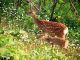 Deer