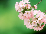 Cherry Blossoms and Hirosaki Castle