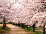 Row of Cherry Trees