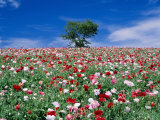 Poppy Field