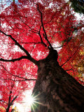Old Maple Tree in Autumn