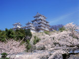 Cherry Blossoms and Himeji Castle