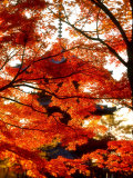 Maple Leaves and Shinnyo-Do Temple