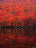 Autumn Forest and Lake