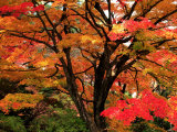 Maple Leaves