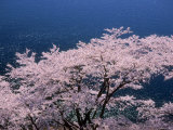 Cherry Blossoms