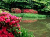 Azaleas  Chogaku-Ji Temple  Tenri  Nara  Japan