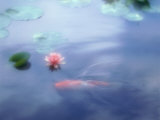 A Carp in Lily Pond  Kyoto  Japan