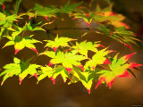 Maple Leaves