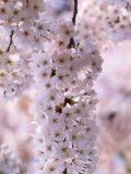 Cherry Blossoms