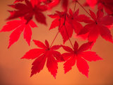 Maple Leaves