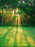 Sunbeams Through the Trees