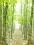 Beech Forest