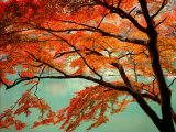 Maple Leaves  Arashi-Yama  Kyoto  Japan