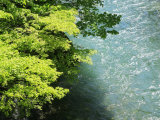 Stream and Trees