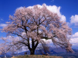 Cherry Blossoms