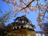 Cherry Blossoms and Hikone Castle