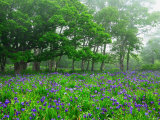 Irises