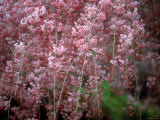 Weeping Cherry Tree