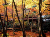 Maple Trees at Giou-Ji Temple in Autumn  Kyoto  Japan