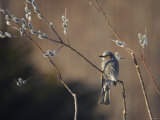 Bulbul and Pussy Willow