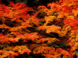 Autumn Leaves