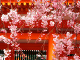 Cherry Blossoms  Heian-Jingu Shrine  Kyoto  Japan