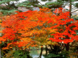 Maple Trees and a Pond