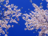 Cherry Blossoms
