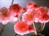 Cherry Blossoms