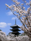 Pagoda of Ninnaji Temple and Cherry Blossoms