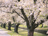 Row of Cherry Trees