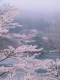Cherry Blossoms and Pond