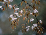 Cherry Blossoms in the Rain