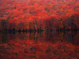 Autumn Leaves in Tutanuma