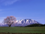 Cherry Blossoms and Mt Iwate