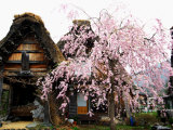Old Farm House and Cherry Blossoms