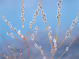 Pussy Willow