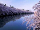 Cherry Blossoms and Moat